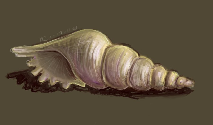 900x526 Seashell Sketch By Nikkidreamer - Seashell Sketch