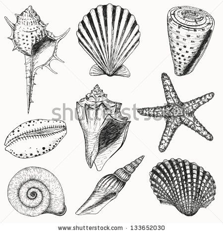 450x470 Seashells Doodle Seashells And Starfish For You Design And - Seashell Sketch