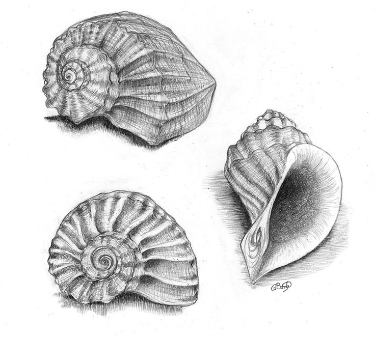 736x662 Drawn Pencil Sea Shell - Seashell Sketch