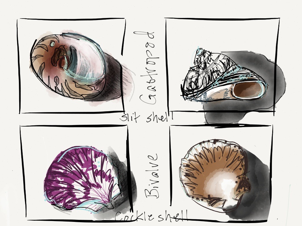 1024x768 Made With Paper She Sketches Seashells By The Made With - Seashore Sketches