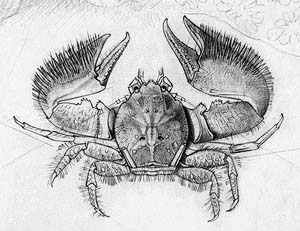 300x231 Mic Uk Drawing Life Of The Sea Shore - Seashore Sketches