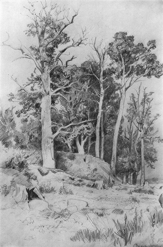 659x1000 On The Seashore. Sestroreck (Sketch And Study) - Seashore Sketches