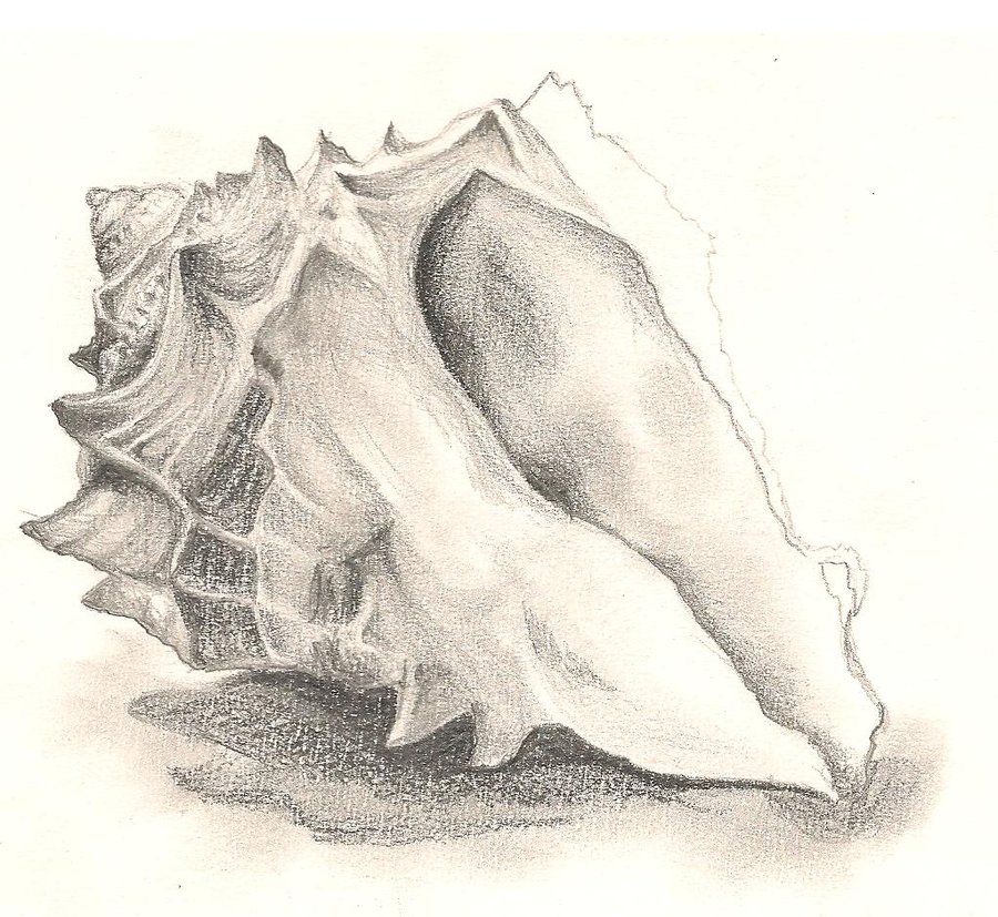 900x827 Sea Shells On The Sea Shore. By ~midnightpeace By - Seashore Sketches