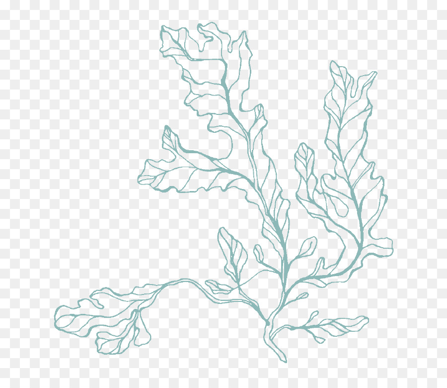 900x780 Floral Design Graphics Sketch Art - Seaweed Sketch