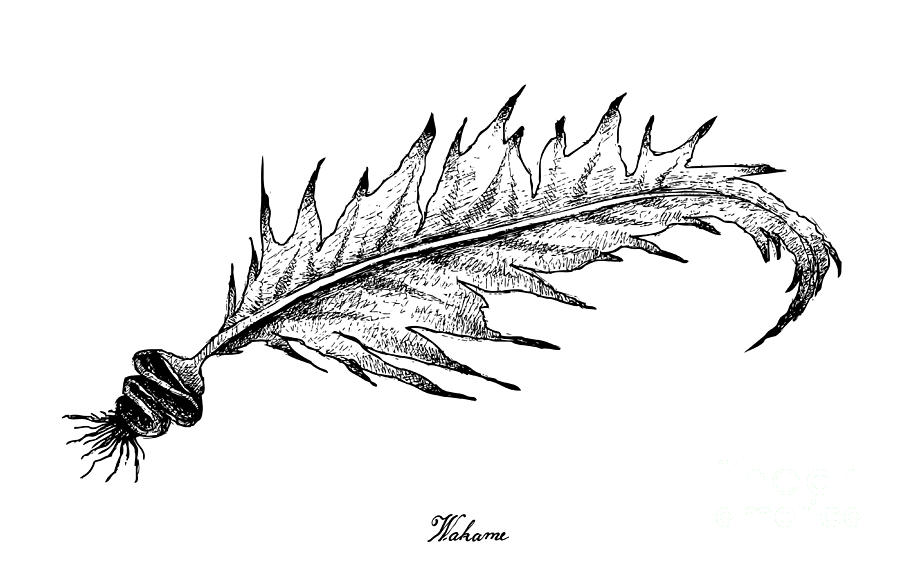 900x562 Hand Drawn Of Wakame Seaweed On White Background Drawing By Iam Nee - Seaweed Sketch