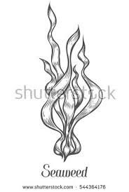 184x274 Image Result For Seaweed Drawing Mermaid Drawings - Seaweed Sketch