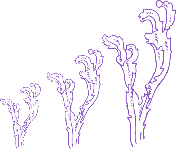 600x508 Purple Clipart Seaweed ~ Frames ~ Illustrations ~ Hd Images - Seaweed Sketch
