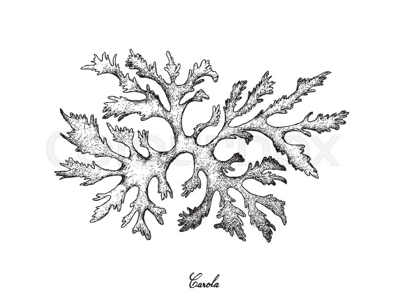 800x600 Sea Vegetables, Illustration Of Hand Drawn Sketch Delicious Fresh - Seaweed Sketch
