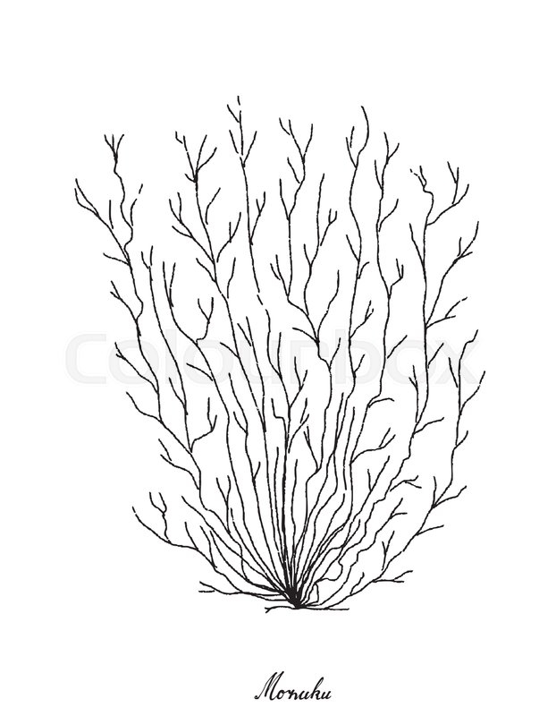622x800 Sea Vegetables, Illustration Of Hand Drawn Sketch Mozuku Or - Seaweed Sketch