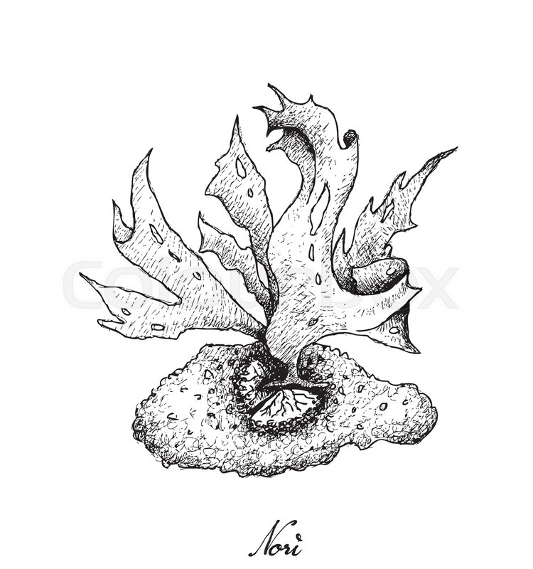 750x800 Sea Vegetables, Illustration Of Hand Drawn Sketch Nori Seaweed - Seaweed Sketch