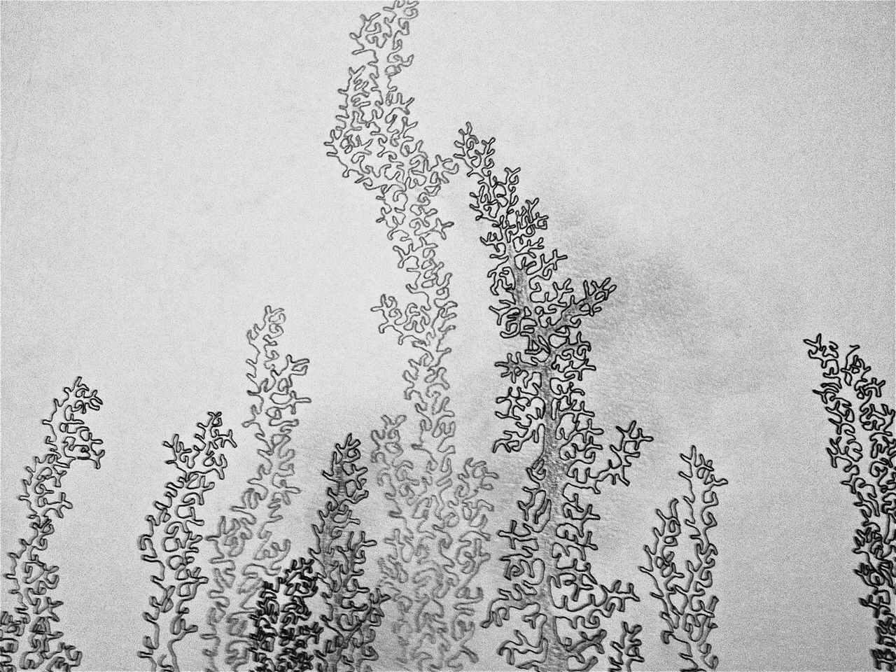 1280x960 Seaweed Sketch - Seaweed Sketch