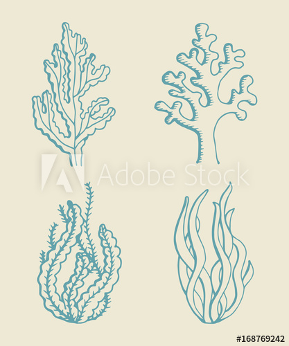 417x500 Seaweed Vector Sketch Set - Seaweed Sketch