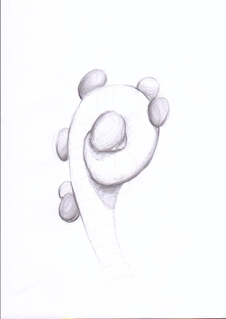 793x1116 Sketch Seaweed 26 Seaweed - Seaweed Sketch