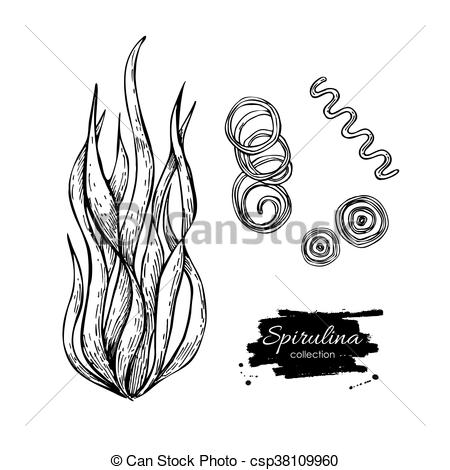 450x470 Spirulina Seaweed Hand Drawn Vector. Isolated Spirulina Algae On - Seaweed Sketch
