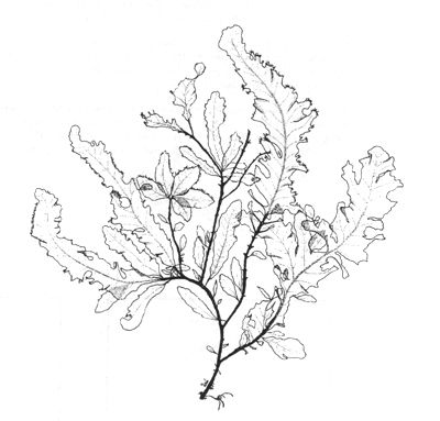 400x383 Seaweed Drawing - Seaweed Sketch