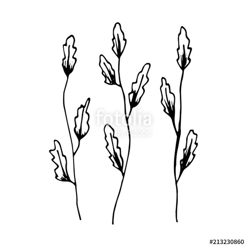 500x500 Seaweed Sketch Sea Plants. Vector Stock Image And Royalty Free - Seaweed Sketch