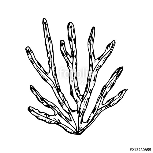 500x500 Seaweed Sketch Sea Plants. Vector Isolated Stock Image And - Seaweed Sketch
