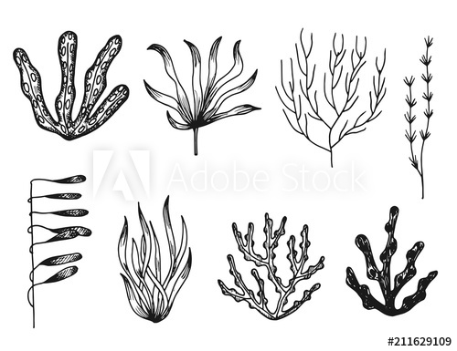 500x385 Seaweed Vector Sketch Icons Isolated Silhouette - Seaweed Sketch