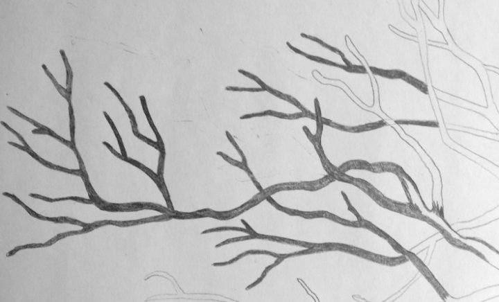 720x436 Drawing Seaweed Trees Heartwood Art - Seaweed Sketch