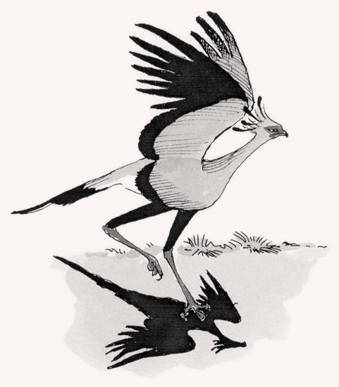 481x550 Secretary Bird Mpalalive! - Secretary Sketch