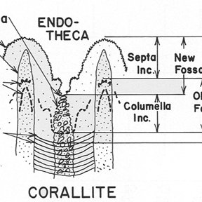 288x288 Cross Section Sketch Of Diploria Strigosa Corallite Giving Names - Section Sketch