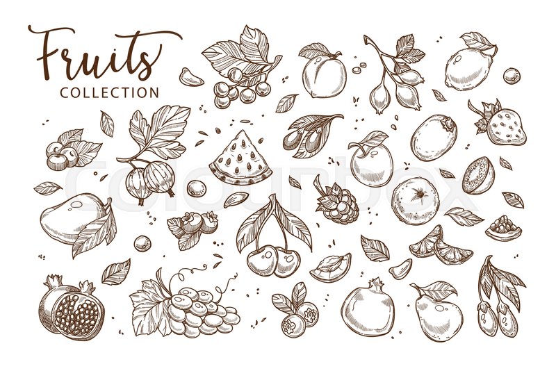 800x534 Natural Tasty Fruits And Berries Collection Of Monochrome Sepia - Sepia Sketches
