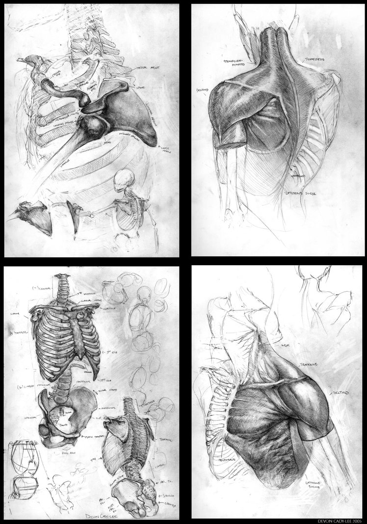 748x1067 Anatomical Sketch Series I By Gorrem - Series Sketch