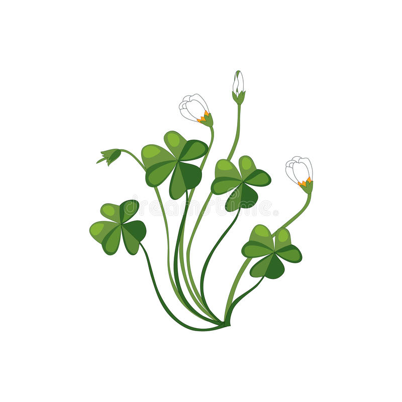 Shamrock Sketch