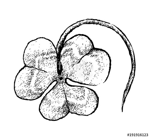 500x459 Symbols For Fortune And Luck, Illustration Hand Drawn Sketch Of - Shamrock Sketch