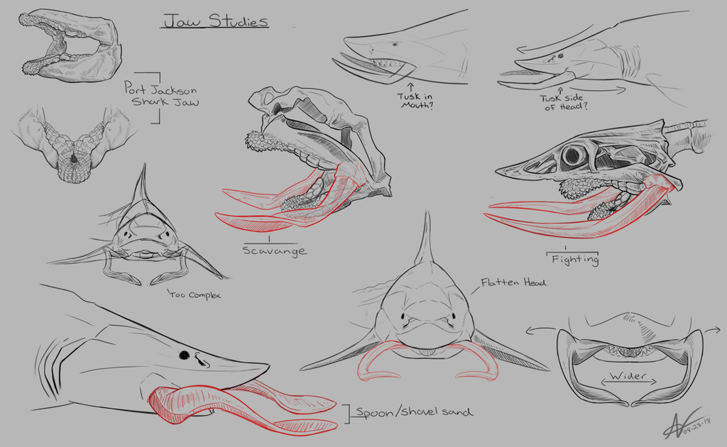 Shark Jaw Sketch at PaintingValley.com | Explore collection of Shark ...