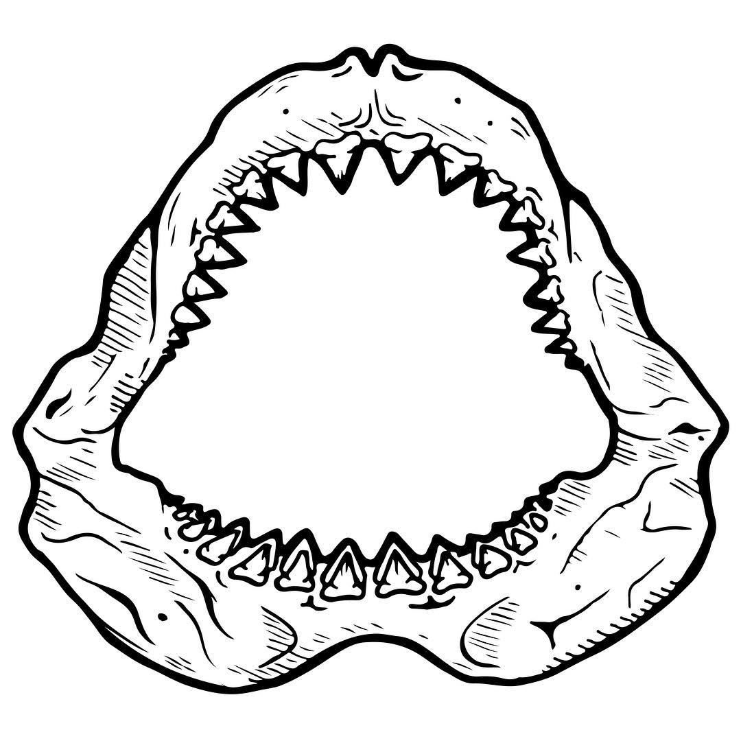Shark Jaw Sketch at PaintingValley.com | Explore collection of Shark ...