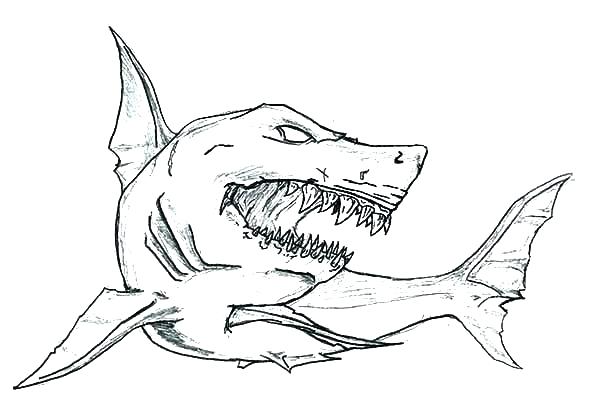 600x414 Thresher Shark Coloring - Shark Jaw Sketch