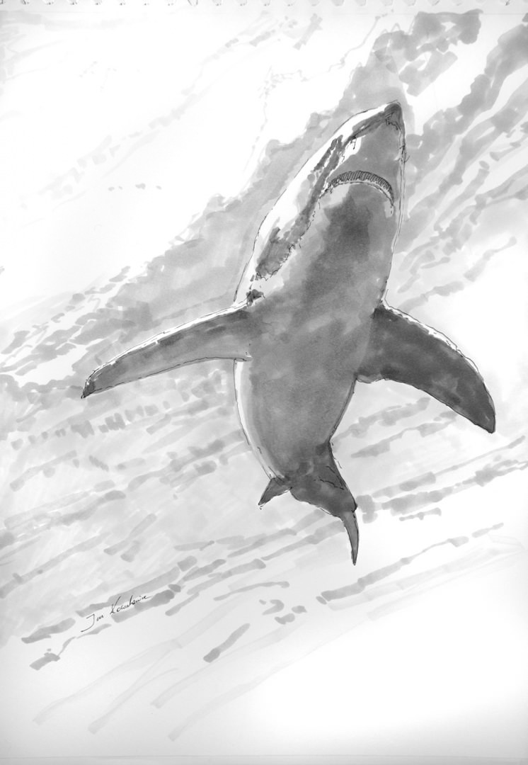 Shark Pencil Sketch