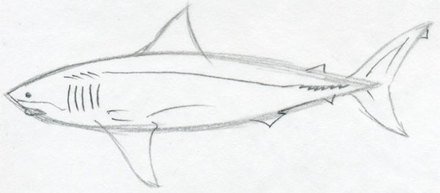 640x281 Draw Shark. Basic Tutorial. - Shark Pencil Sketch