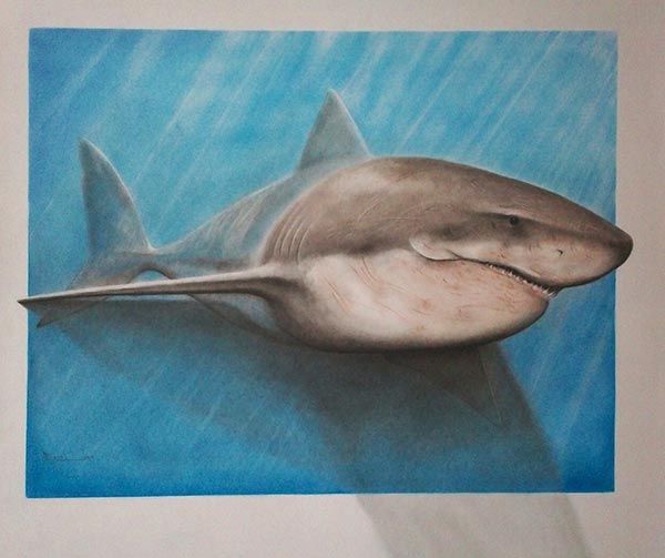 600x503 Easy 3d Drawings With Pencil Shark Pencil Drawing Hard Art - Shark Pencil Sketch