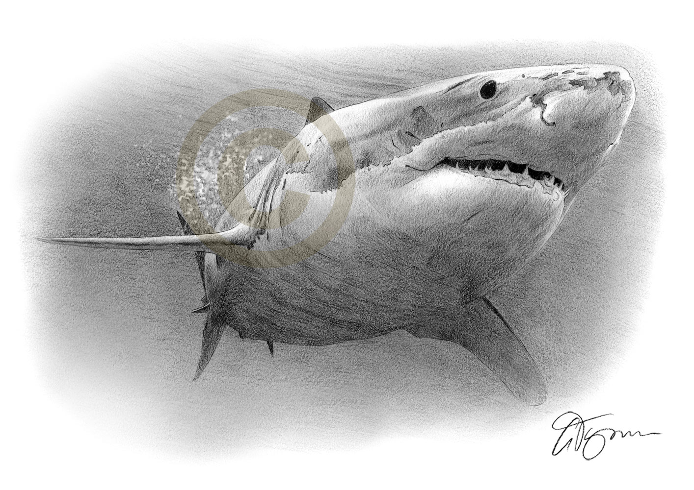 1414x1000 Great White Shark Pencil Drawing Art Print A4a3 Sizes Artwork By - Shark Pencil Sketch