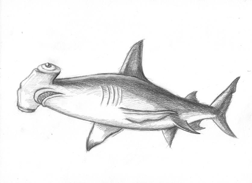 837x608 Great Hammerhead Shark Pencil Sketch By Ashleyrussell - Shark Pencil Sketch