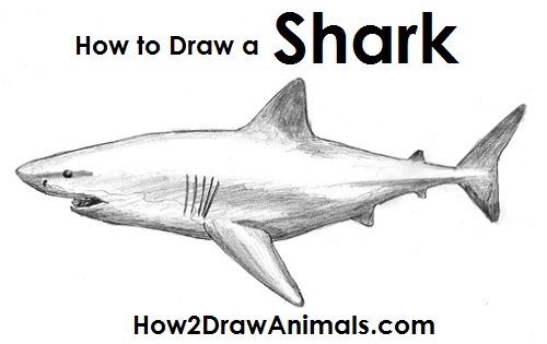 500x315 Great White Shark Clipart Pencil Drawing Free Collection - Shark Pencil Sketch