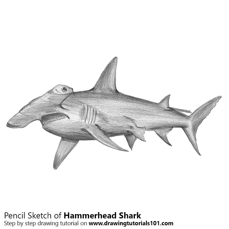 800x800 Hammerhead Shark Pencil Drawing - Shark Pencil Sketch
