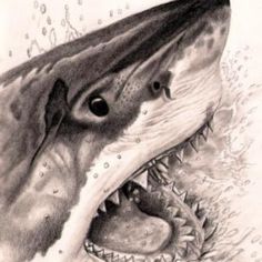 236x236 62 Best Shark Images In 2018 Sharks, Shark Drawing - Shark Pencil Sketch