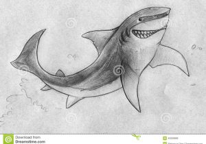 300x210 Hand Drawn Pencil Sketch From Photos Hand Drawn Pencil Sketch Of - Shark Pencil Sketch