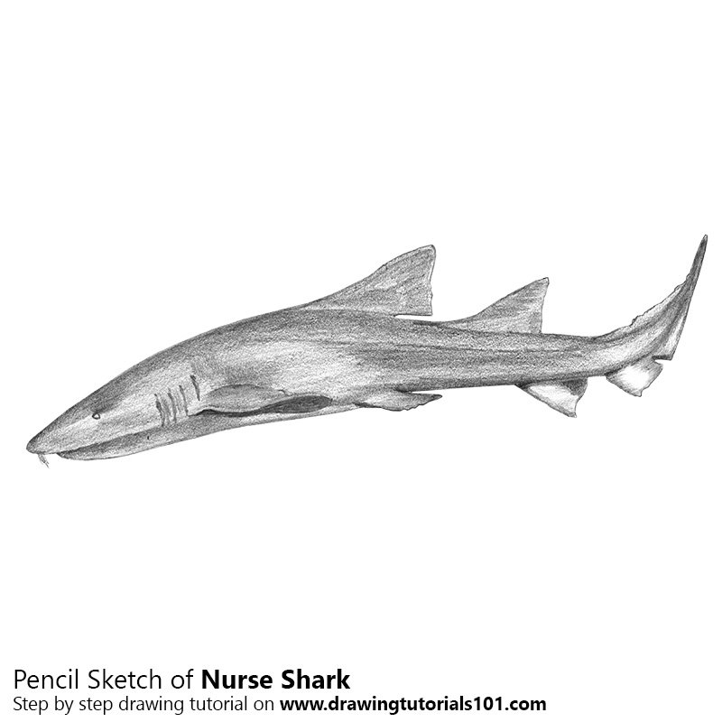800x800 Nurse Shark Pencil Drawing - Shark Pencil Sketch