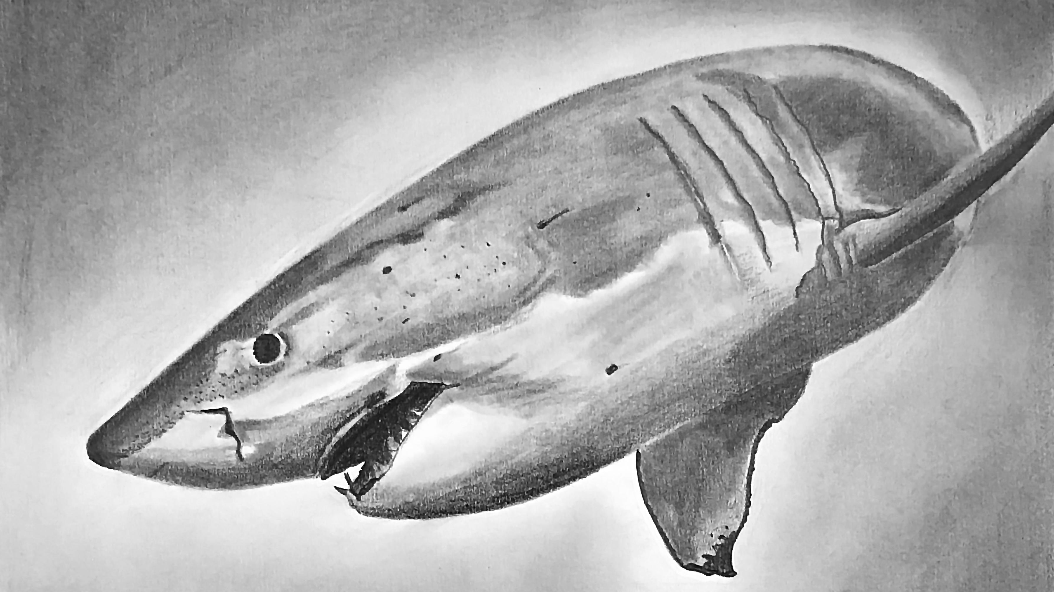 3576x2011 Shark, Pencil Drawing, 30 X 25 Cm Drawing - Shark Pencil Sketch