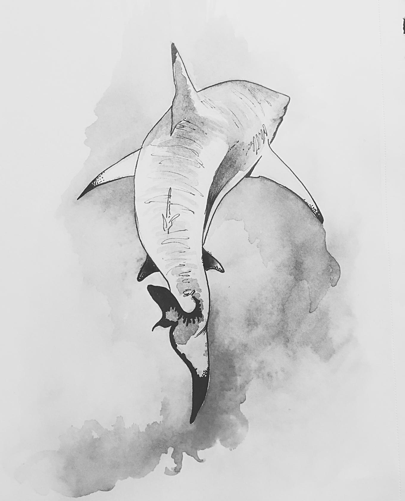 1361x1680 Shark (Pencil, Pen, Watercolour) Drawing - Shark Pencil Sketch