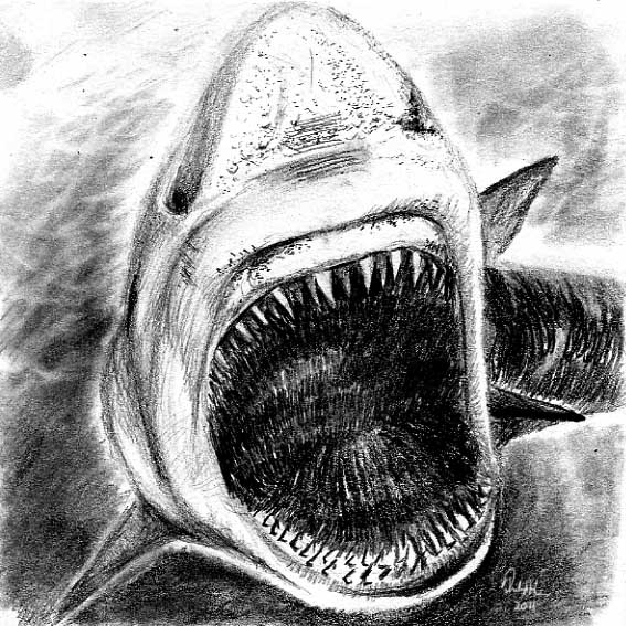 Shark Pencil Sketch at PaintingValley.com | Explore collection of Shark ...