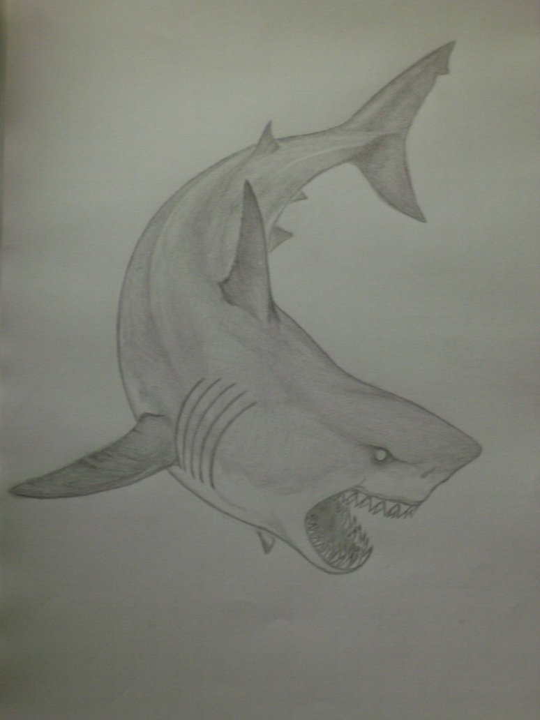 774x1032 Shark Pencil Drawing Great White Shark Sketch - Shark Pencil Sketch