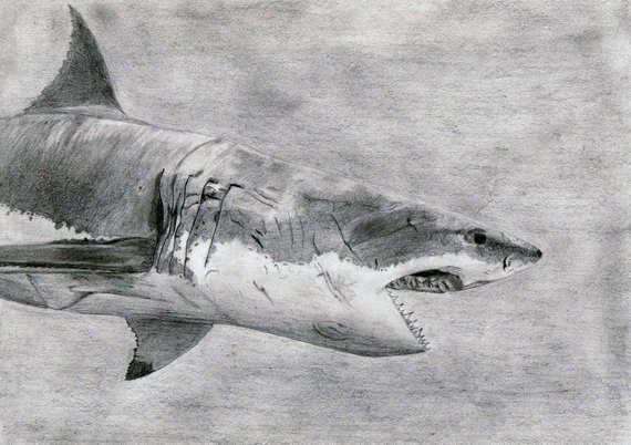 570x402 Shark Pencil Drawing A4 Print Etsy - Shark Pencil Sketch