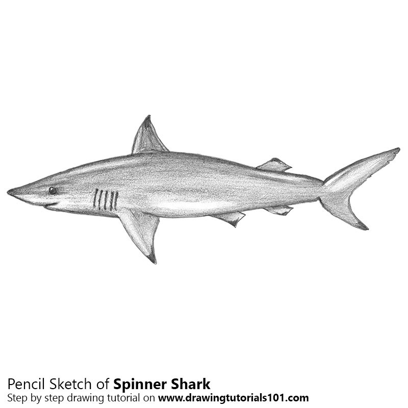 800x800 Spinner Shark Pencil Drawing - Shark Pencil Sketch