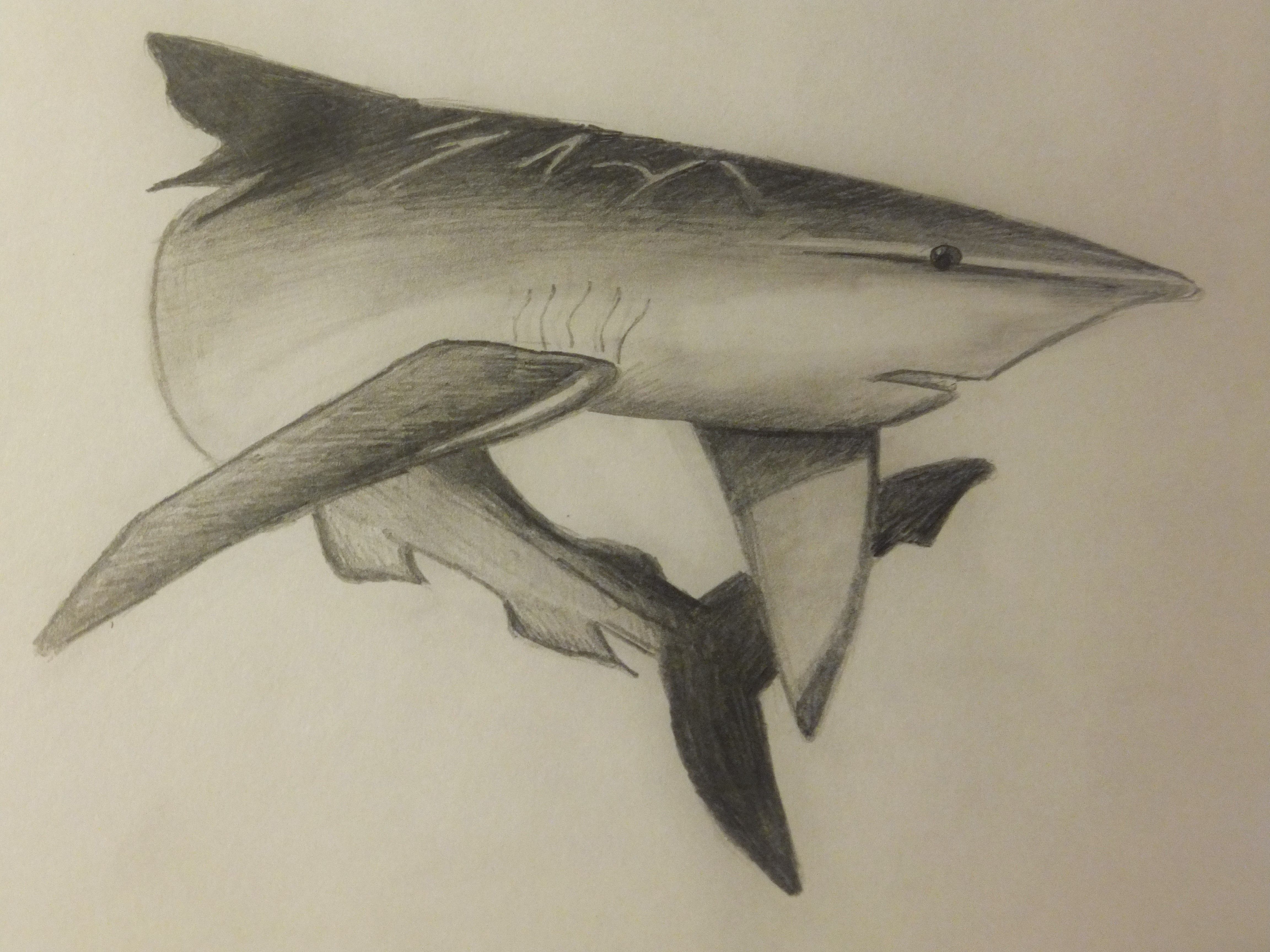 4608x3456 Blue Shark Pencil Drawing By Georgia Middleton - Shark Pencil Sketch