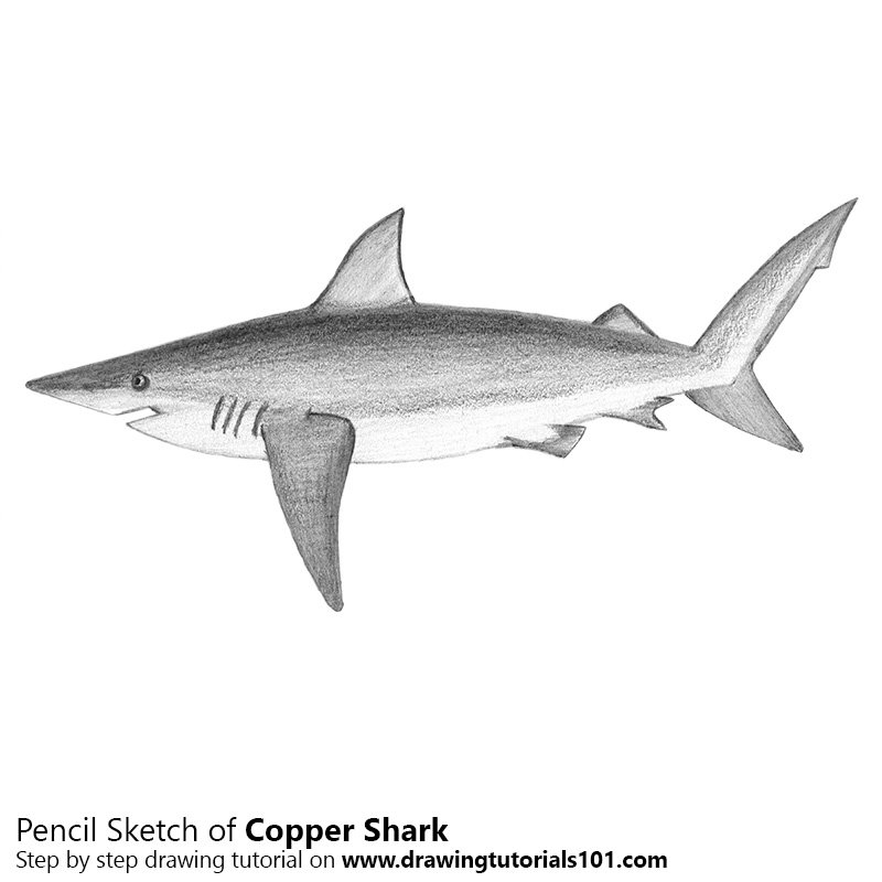 800x800 Copper Shark Pencil Drawing - Shark Pencil Sketch